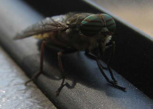 Image of pale giant horse-fly