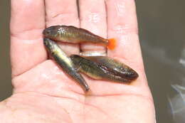 Image of Firetail gudgeon