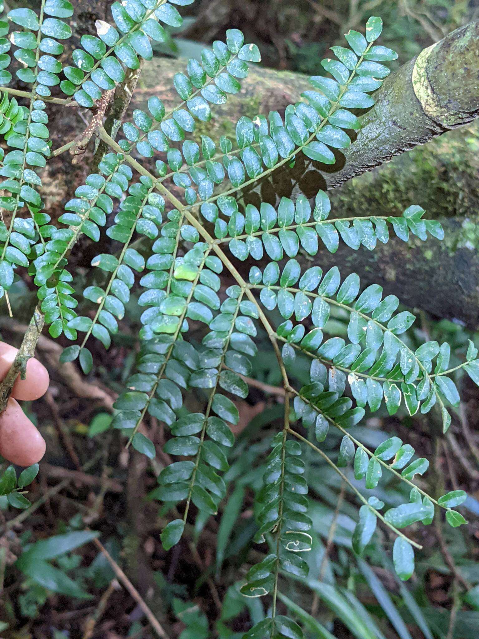 Image de Cojoba costaricensis Britton & Rose