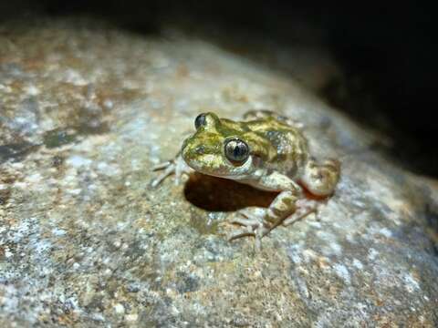 Sivun Alytes muletensis (Sanchíz & Adrover 1979) kuva