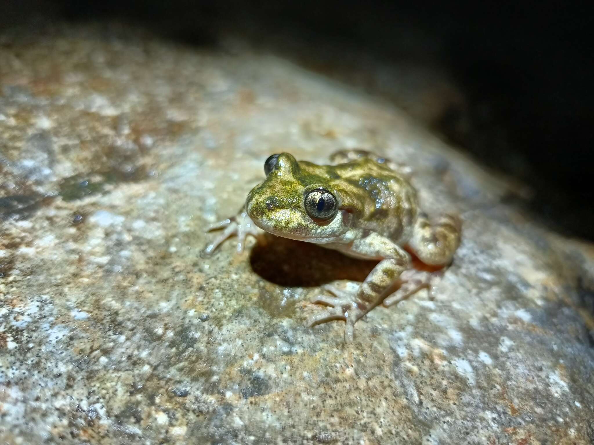 Image de Alytes muletensis (Sanchíz & Adrover 1979)