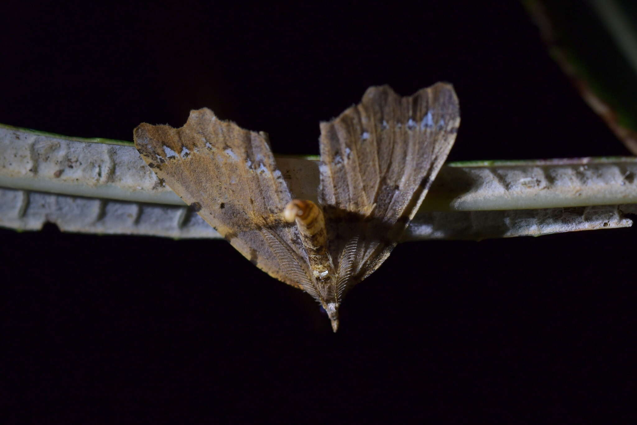 Image of brown fern moth