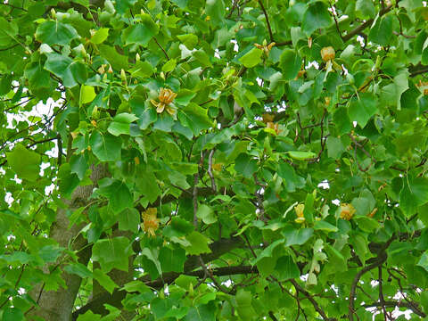 Image of Tulip tree