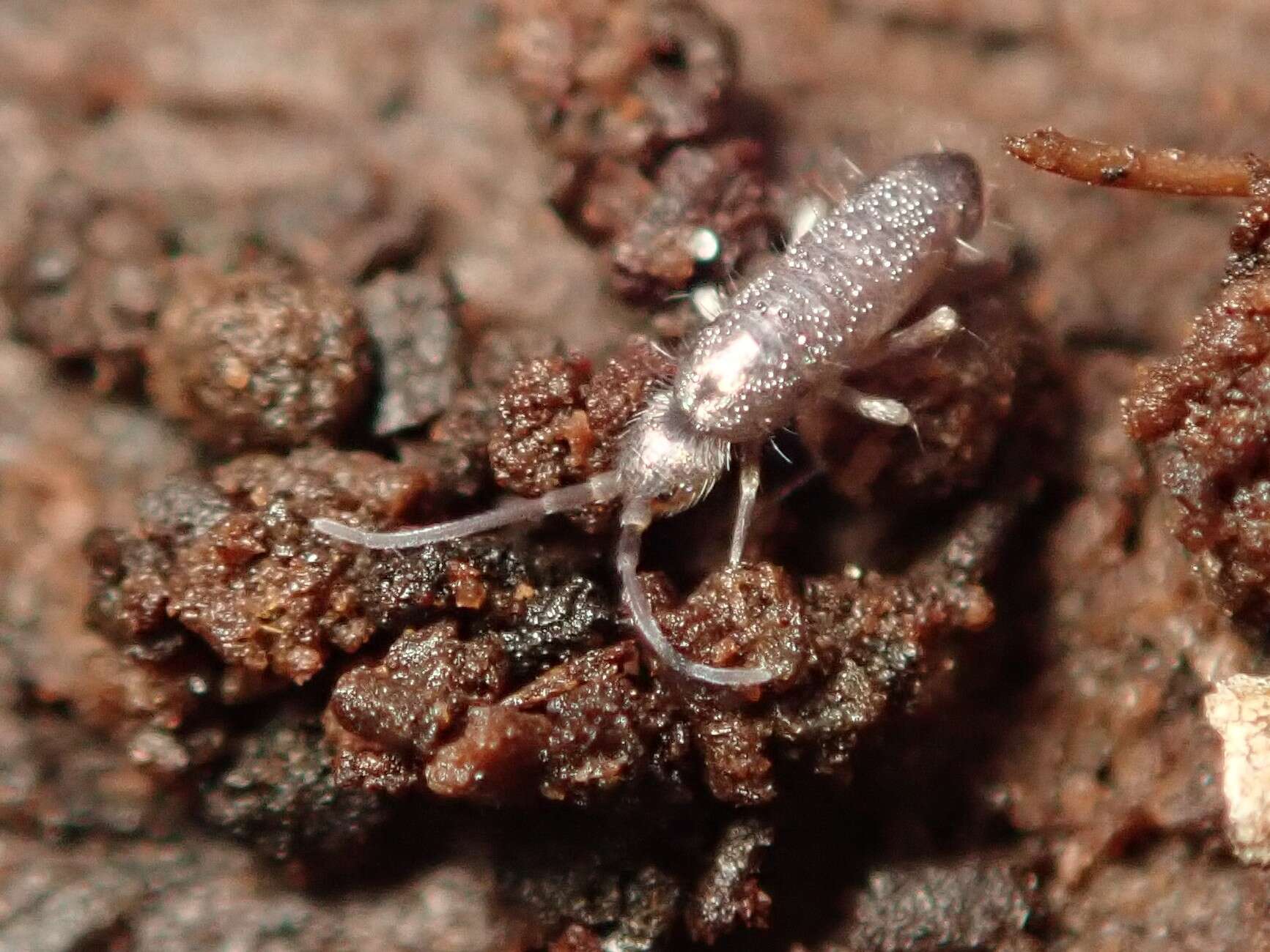 Image of Springtail