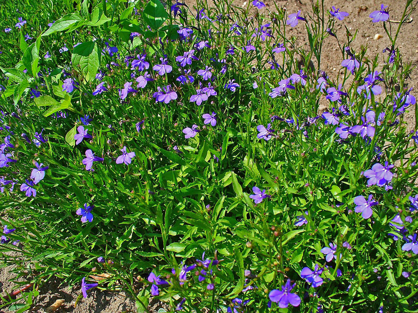 Image of edging lobelia