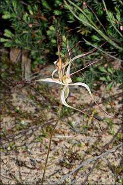 Image of Daddy-long-legs