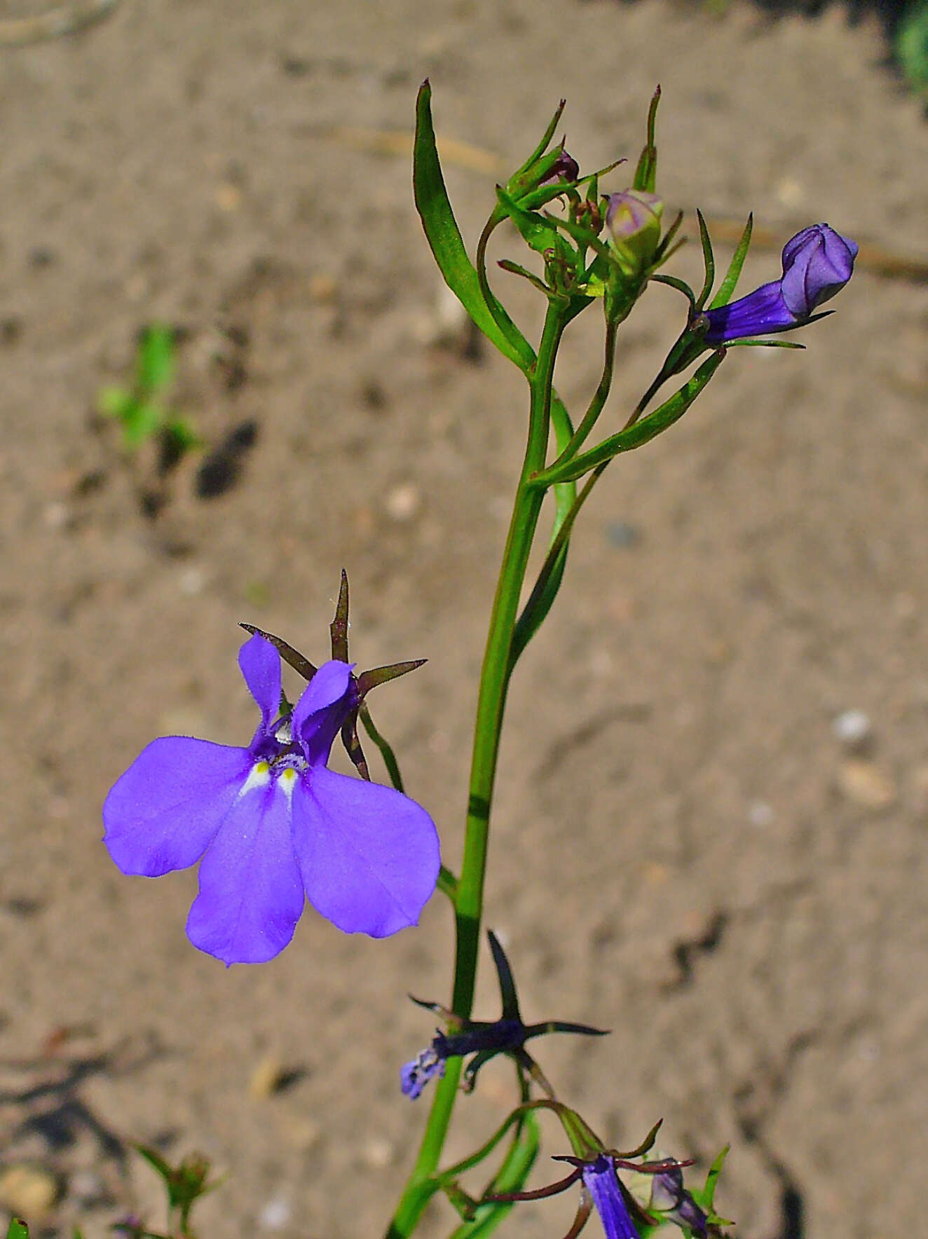 Image of edging lobelia