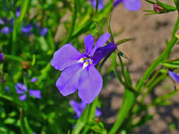 Image of edging lobelia