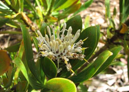 Image of Isopogon fletcheri F. Müll.