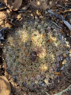 Image de Mammillaria brandegeei subsp. gabbii (J. M. Coult.) D. R. Hunt