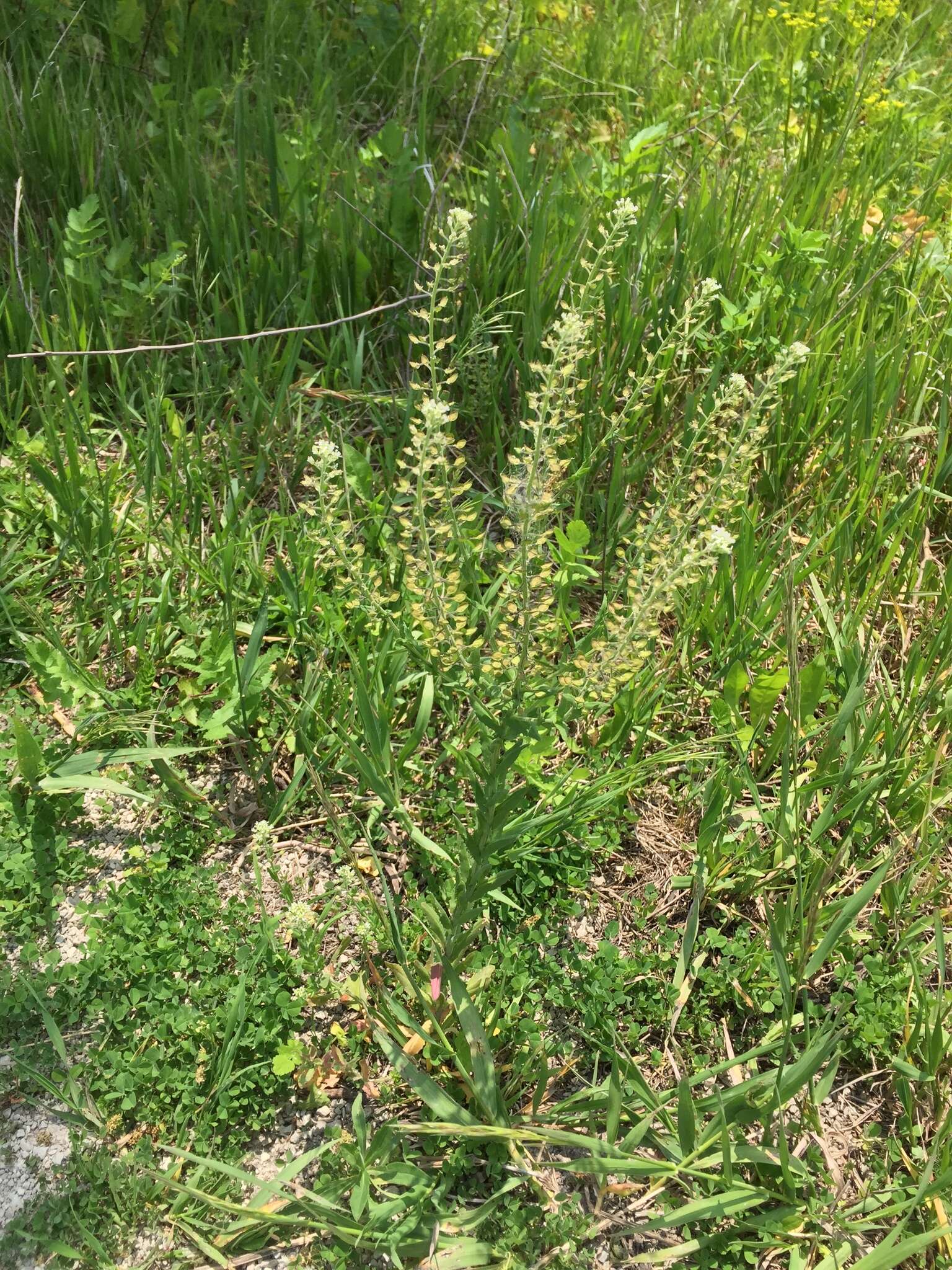 Image of field pepperweed