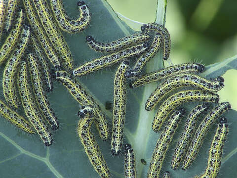 Image of cabbage butterfly