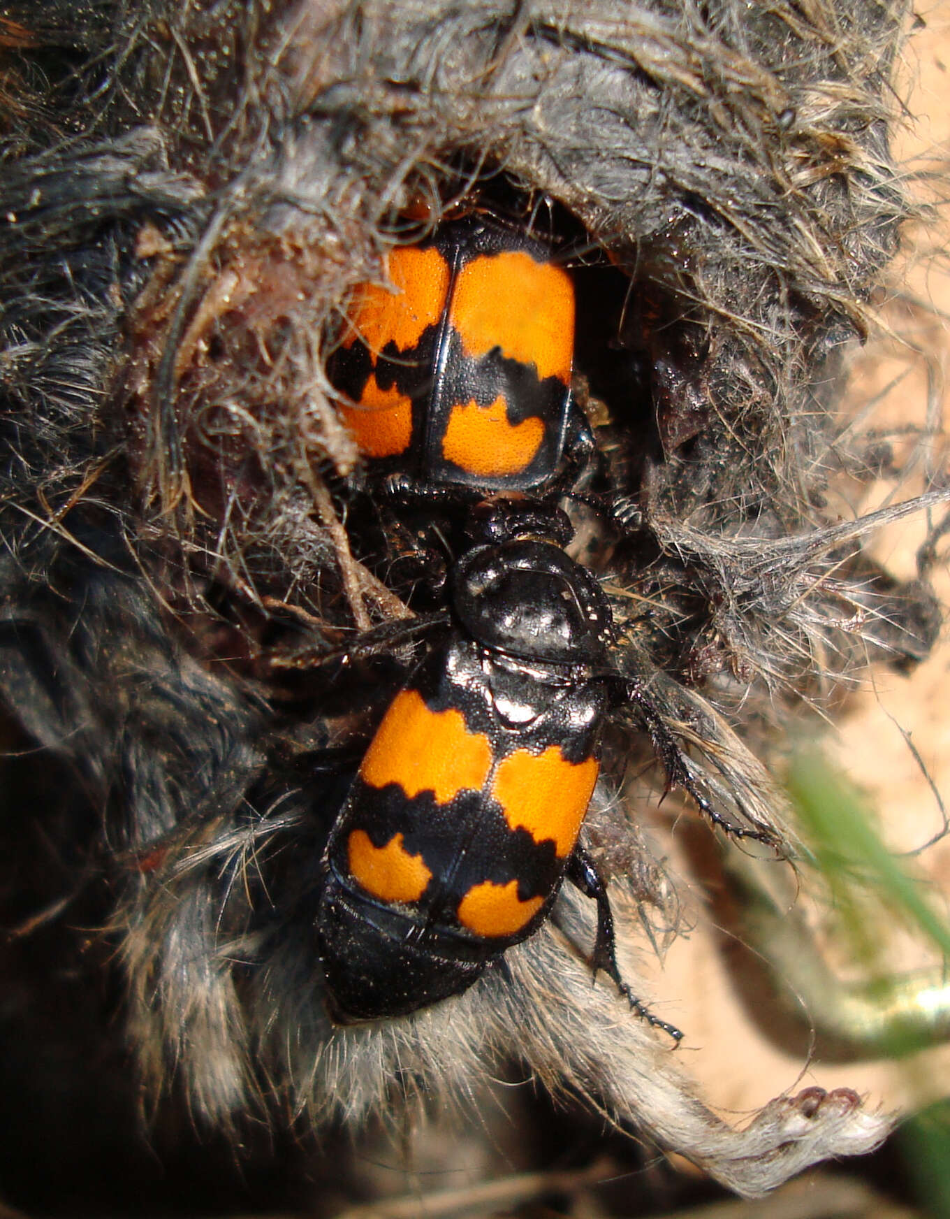 Image of Boreal Carrion Beetle