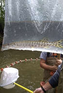 Image of Muskellunge