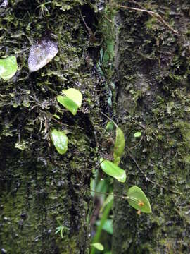 Image of Woodbury's babyboot orchid