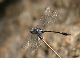 Image of Gomphidia abbotti Williamson 1907