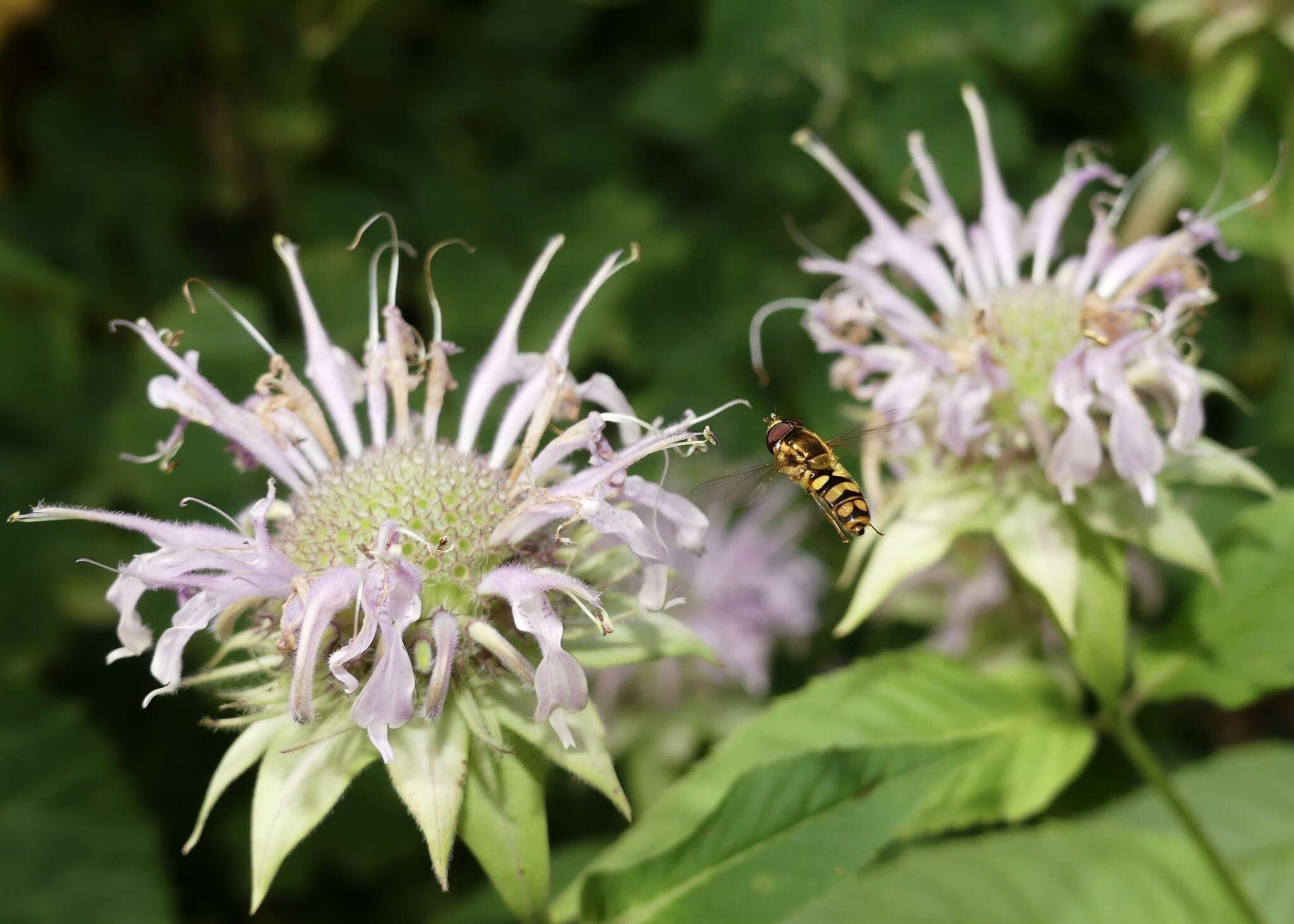 <i>Epistrophella emarginata</i> resmi