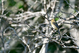 Imagem de Sporophila morelleti morelleti (Bonaparte 1850)