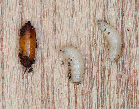 Image of Cabbage Maggot