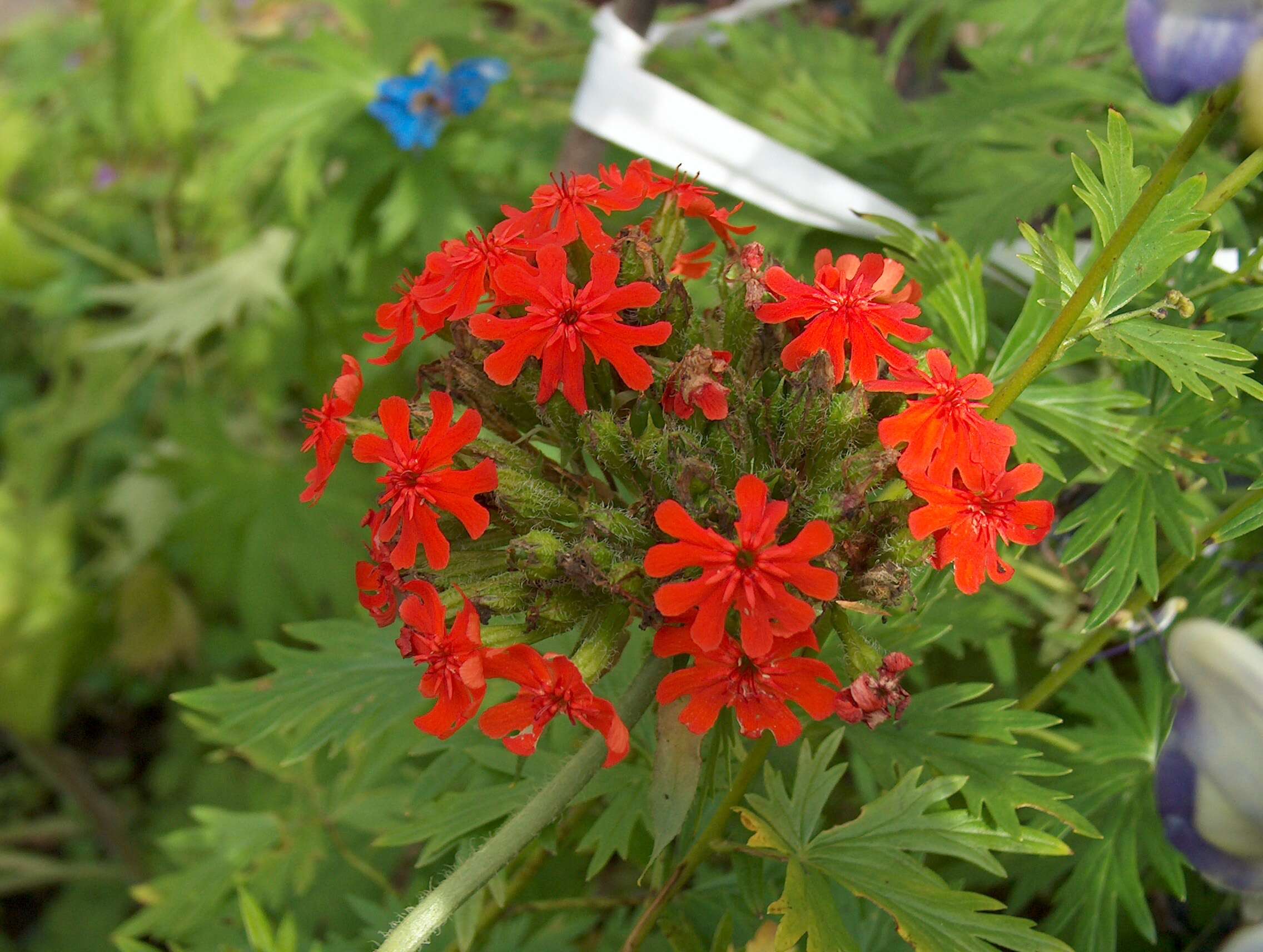 Слика од Silene chalcedonica (L.) E. H. L. Krause