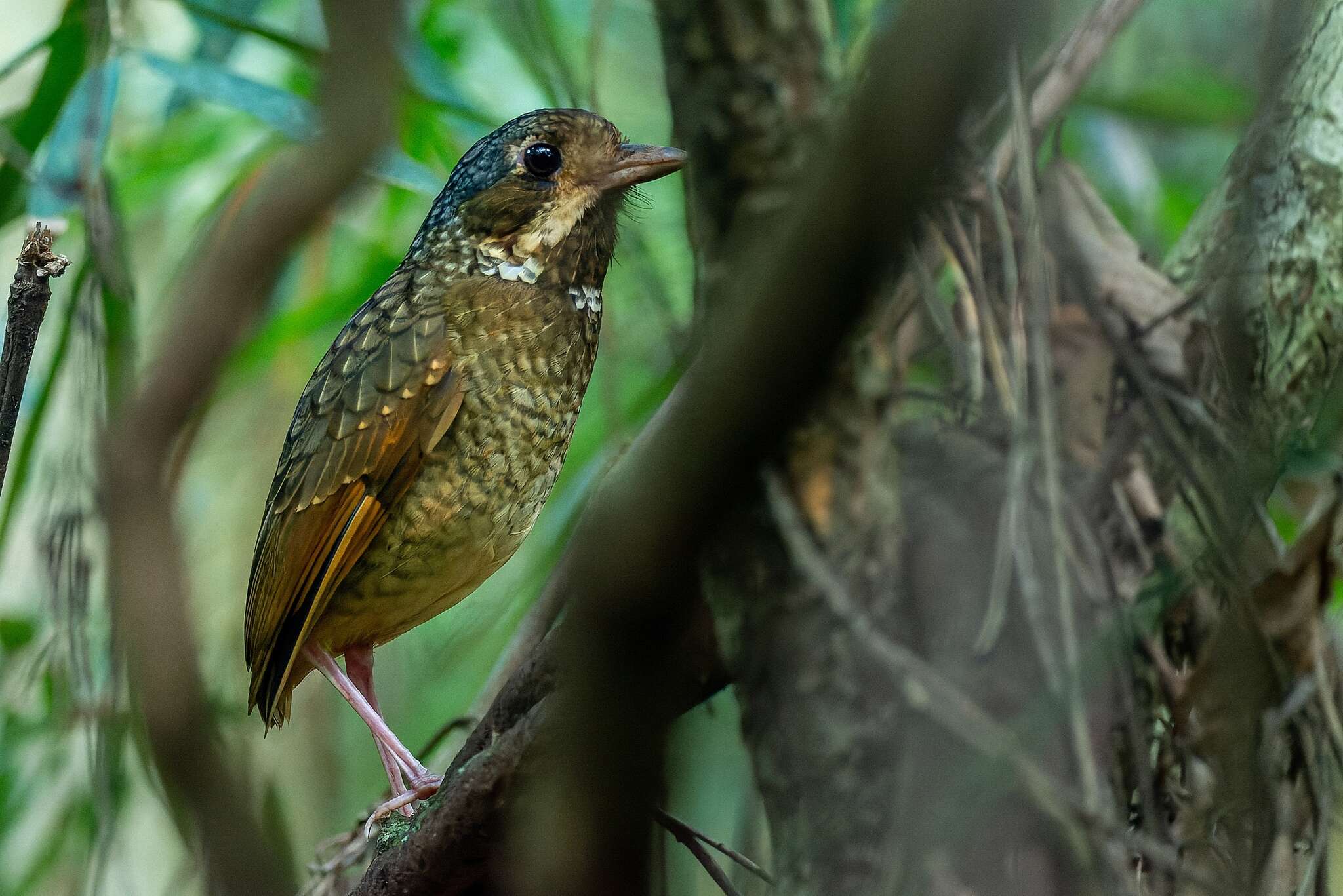 Image of Variegated Antpitta