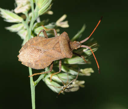 Image of Coreus