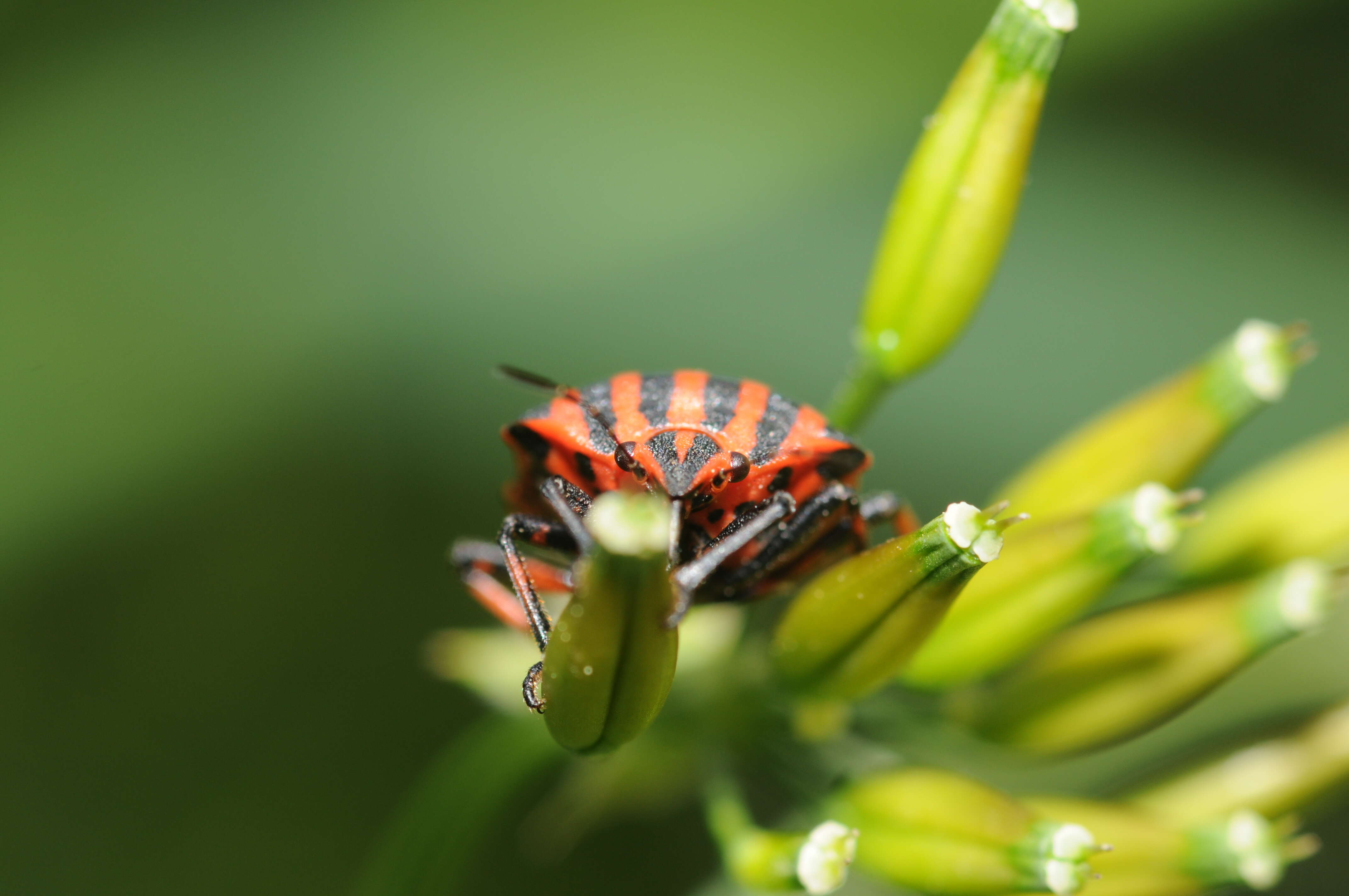 Image of <i>Graphosoma italicum</i>