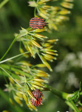 Image of <i>Graphosoma italicum</i>