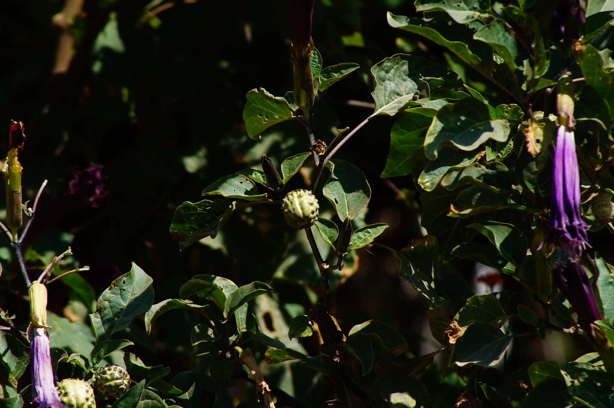 Imagem de Datura metel L.