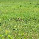 Vulpes vulpes fulvus (Desmarest 1820) resmi