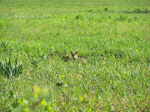 Image of American red fox