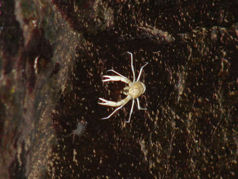 Image of Munidopsis polymorpha Koelbel 1892