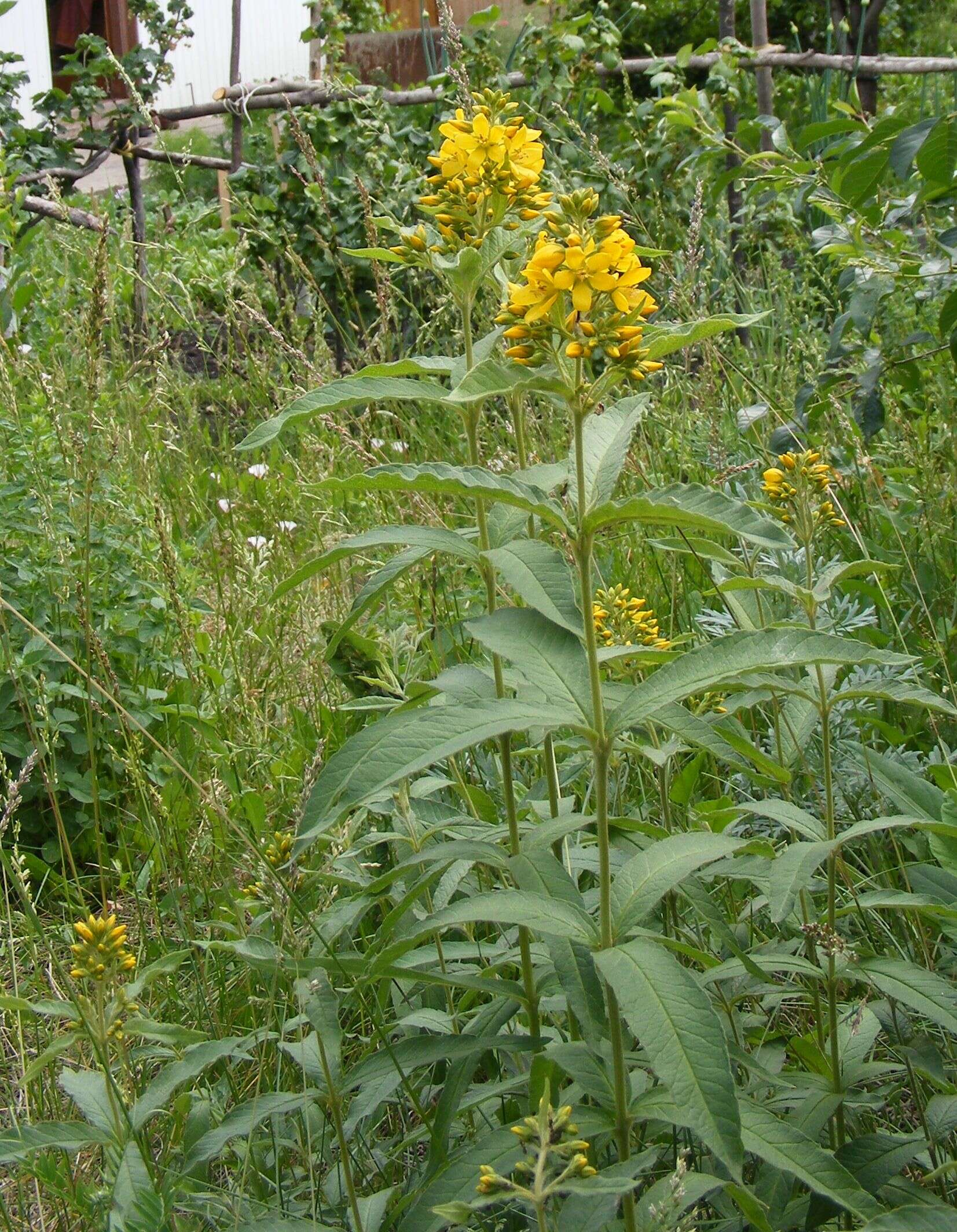 Image of Yellow Loosestrife