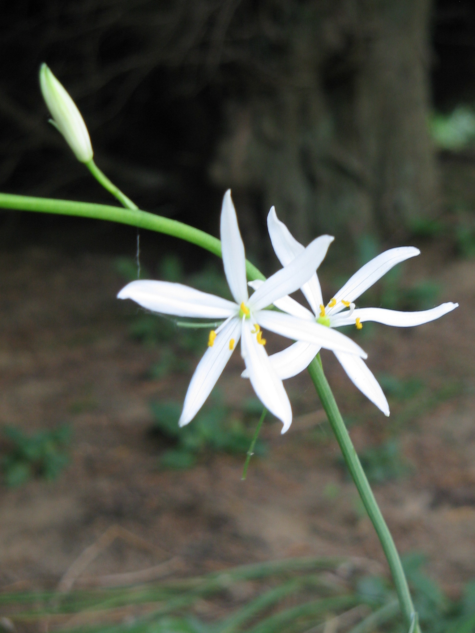 Anthericum liliago (rights holder: Meneerke bloem)