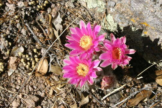 Echinocereus adustus subsp. adustus的圖片