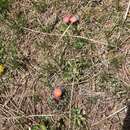 Image of mountain ball cactus