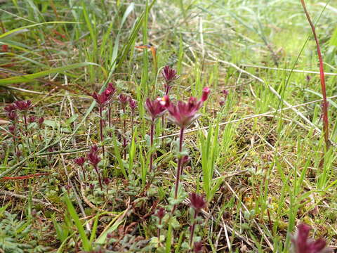 Image of broadleaf glandweed