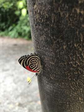 Image of Diaethria clymena marchalii