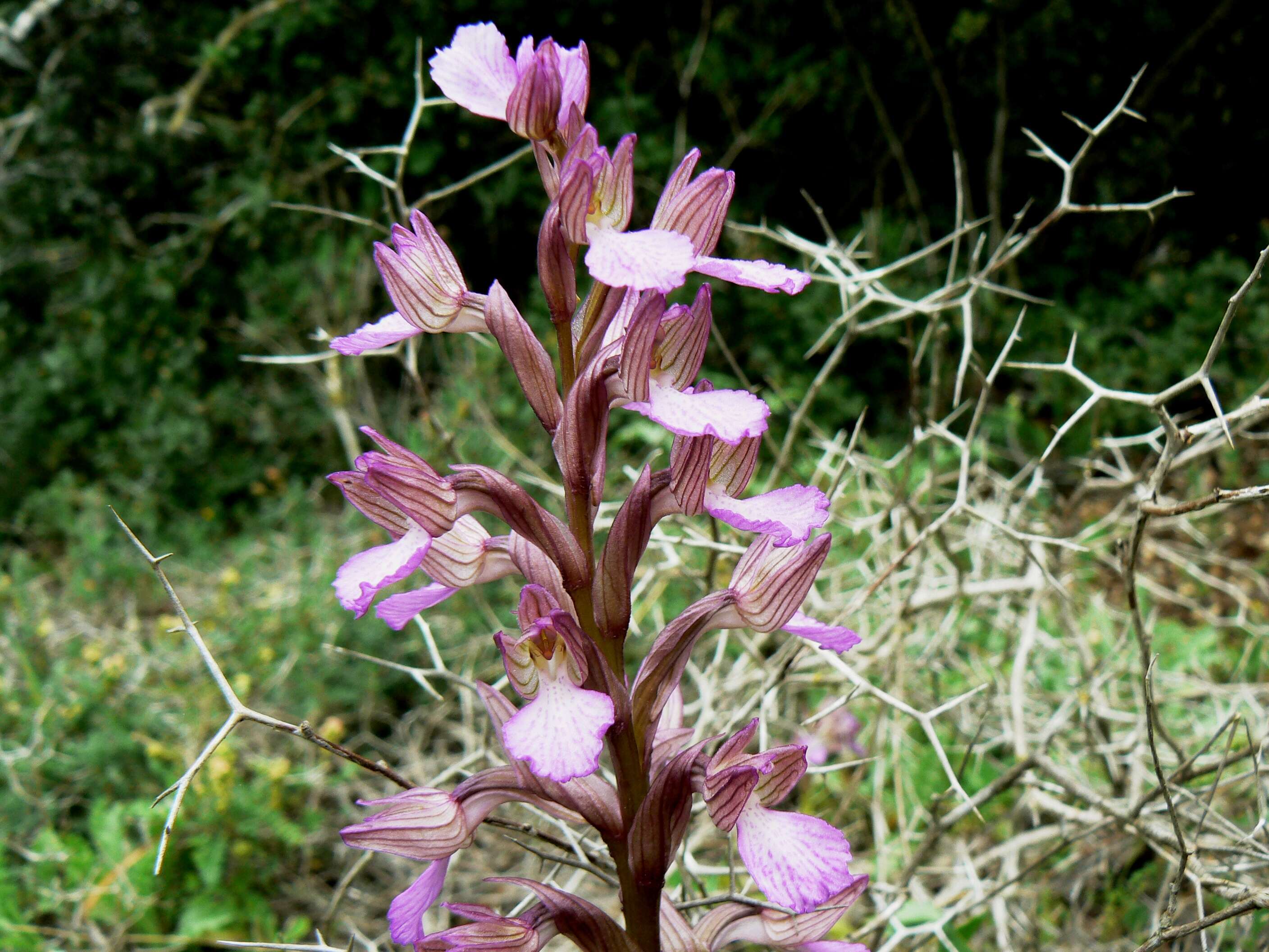 Image of Butterfly orchid