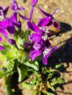 Image of Lapeirousia pyramidalis subsp. regalis Goldblatt & J. C. Manning