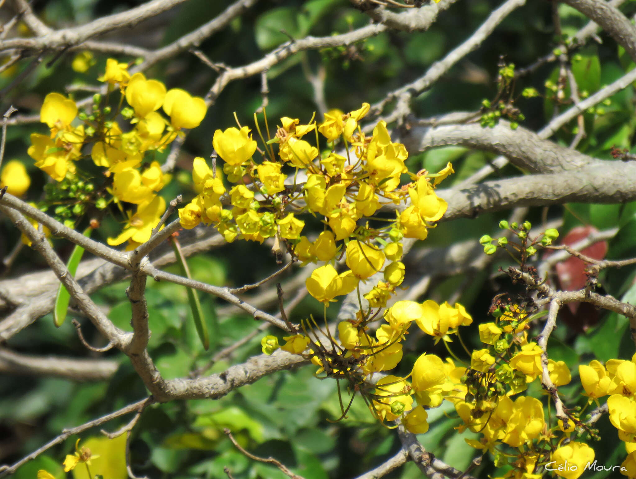 Chamaecrista ensiformis (Vell.) H. S. Irwin & Barneby resmi