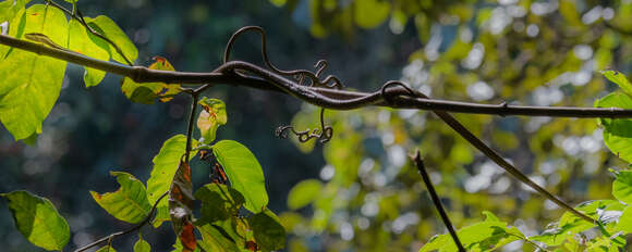 Image of Twig snake