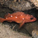 Image of Starry rockfish