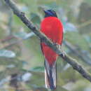 Image of Scarlet rumped trogon