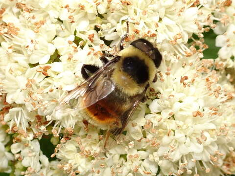 Imagem de Eristalis flavipes Walker 1849