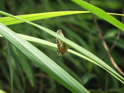 Imagem de Vanessa indica indica