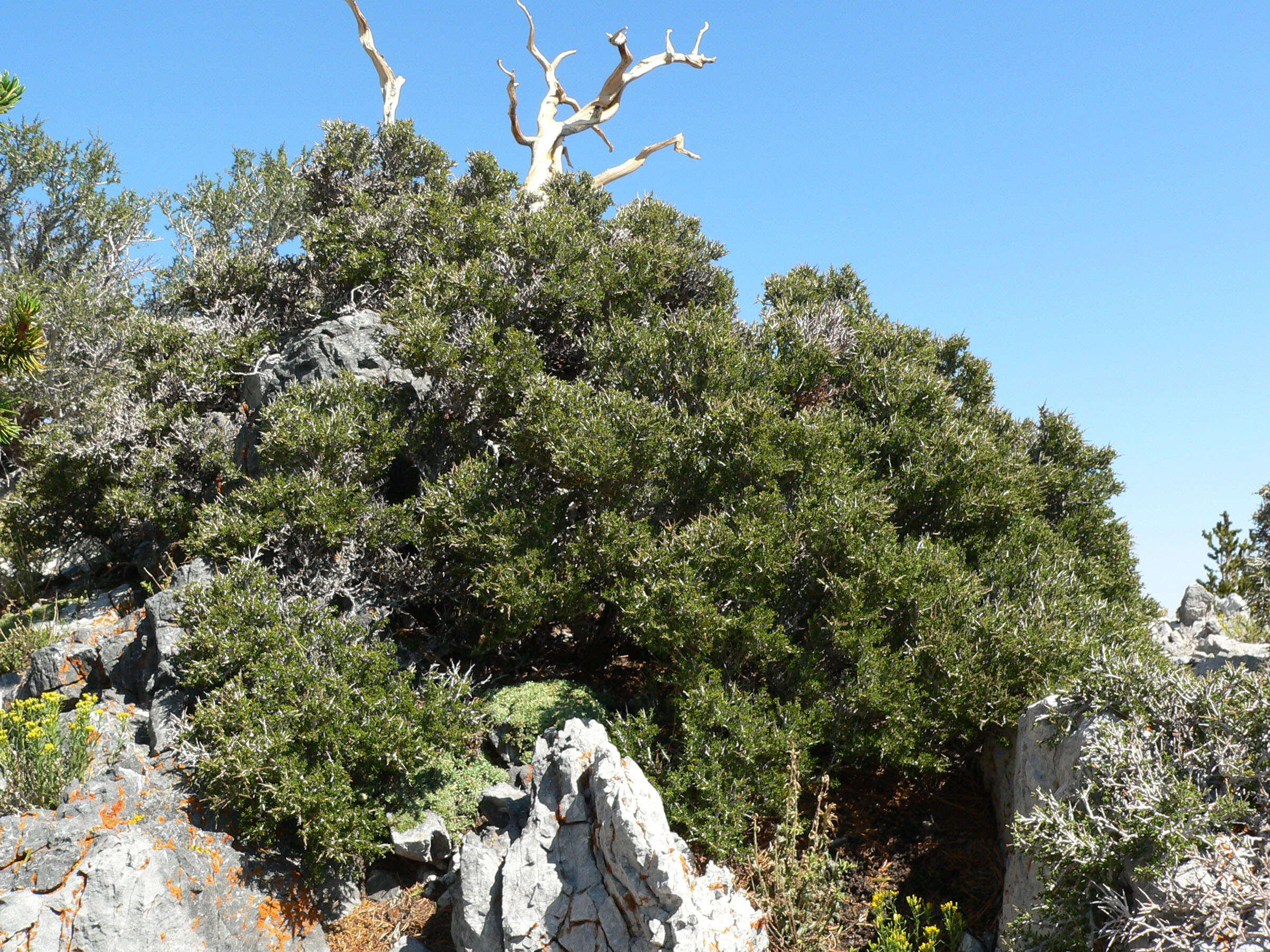 Imagem de Cercocarpus intricatus S. Wats.