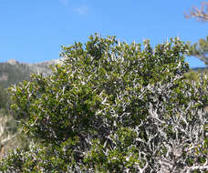 Imagem de Cercocarpus intricatus S. Wats.