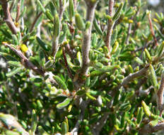 Imagem de Cercocarpus intricatus S. Wats.