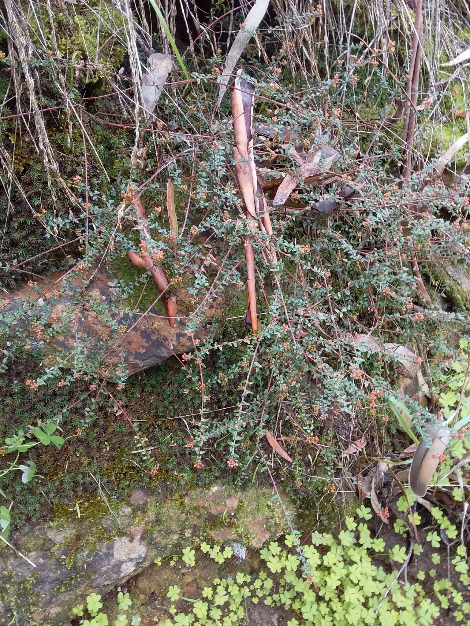 Image of Leionema hillebrandii (J. H. Willis) Paul G. Wilson